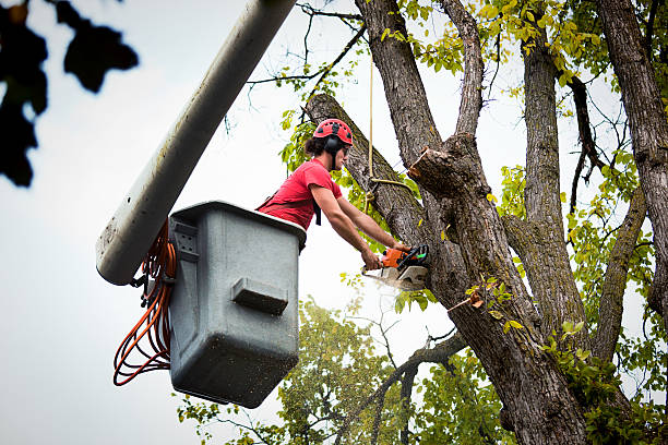 Trusted Von Ormy, TX Tree Removal and Landscaping Services Experts